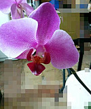 Орхидея фаленопсис Хабаровск