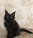 Чёрный клубный котик мейнкун Санкт-Петербург