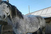 Лошадь Саратов