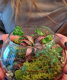 Флорариум Малый шар - отличный подарок Новосибирск
