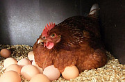 Яйцо домашне куриное. Ново-ленино Иркутск