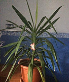 Комнатное растение Хабаровск