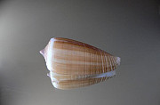 Морская раковина ракушка - Conus radiatus Владивосток