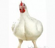 Комбикорм для цыплят-бройлеров от 0 до 21 день Красноярск