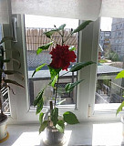 Китайская роза (гибискус) Камышин