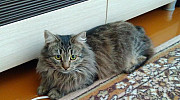Котенок сибирской породы Рязань