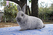 Кролики Советское светлое серебро,Калифорния Кромы