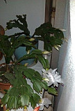 Продам молодые декабристы белого и кирпичного цвет Иваново