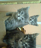 Продам двух котят породы русская голубая Смоленск