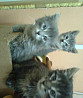 Продам двух котят породы русская голубая Смоленск