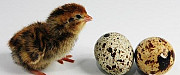 Инкубационное яйцо перепелов Красноярск