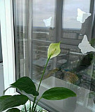 Комнатный цветок Женское счастье Барнаул
