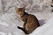 Симпатичные котята Новосибирск