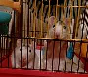 Крысы с клеткой Ульяновск