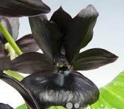 Орхидея Cymbid. Kiwi Midnight 