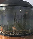Продам аквариум с рыбками Кострома