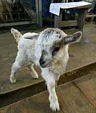 Продаются козлята. Рождёны 17 и 25 февраля. Едят и Дракино