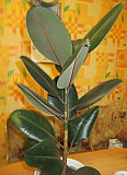 Фикус 45-60см в офис Воронеж