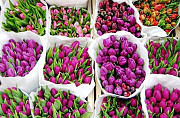 Тюльпаны от 20 шт Челябинск
