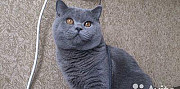 Голубой шотландский кот на вязку Ижевск