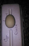 Инкубационное яйцо Омск