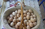 Инкубационное яйцо Кученская Юбилейная Сызрань