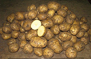 Продам семенной картофель Омск