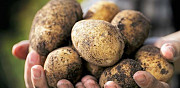 Фермерский картофель опт/розн Новосибирск