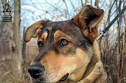 Молодая Стерилизованная, собака-щенок Кнопа в дар Волгодонск