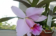 Cattleya mossiae x Laelia аlaori Иркутск