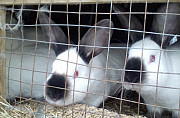 Кролики калифорнийские Суворов