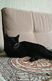 Чёрный кот ищет новый дом и своего человека Нижний Новгород