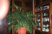 Растение для дома или офиса Пермь