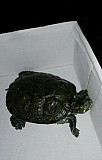 Черепаха Домодедово