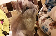 Продаю декоративных кроликов Барнаул