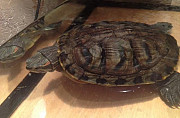 Черепахи Кемерово
