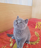 Британские котята с документами Красноярск