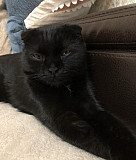 Шотландская вислоухая кошка Краснодар