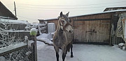 Лошадь Ялуторовск