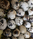 Яйца перепелиные Тюмень