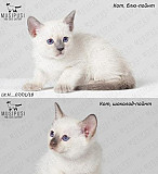 Продаются тайские котята Санкт-Петербург