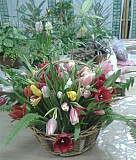 Тюльпаны. Цветочные композиции Кемерово