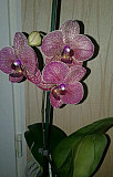 Орхидея фаленопсис Крымск