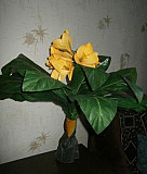 Цветы Новокузнецк