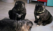 Кавказские щенки Самара