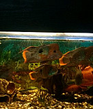 Рыбки Клинцы