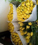 Тюльпан 51 и 101 шт желтные Белгород