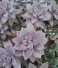 Граптоверия янтарная (Graptoveria cv. Gilva) Ростов-на-Дону