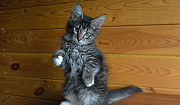 Котята Норвежской лесной кошки Новосибирск