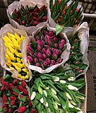 Голландские Тюльпаны на 8 марта (цветы) Красноярск